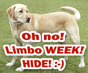 limbo dog